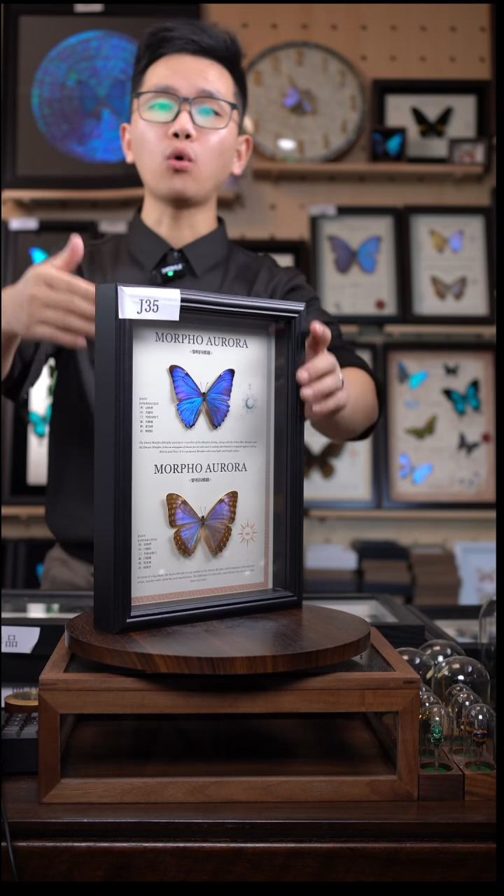 蝴蝶标本摆件竞拍j35