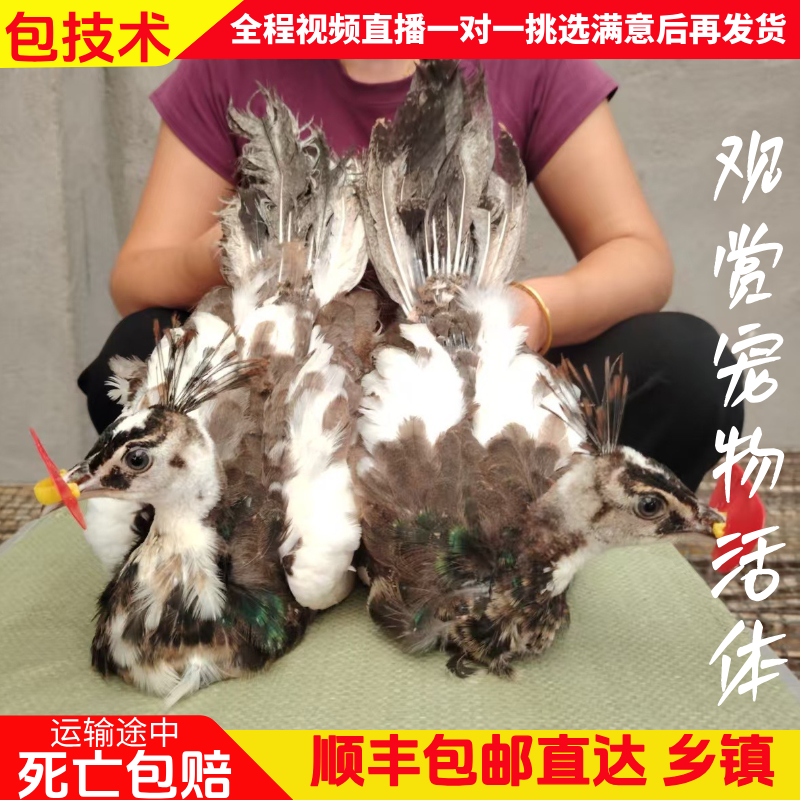观赏宠物花孔 雀幼苗顺丰发货
