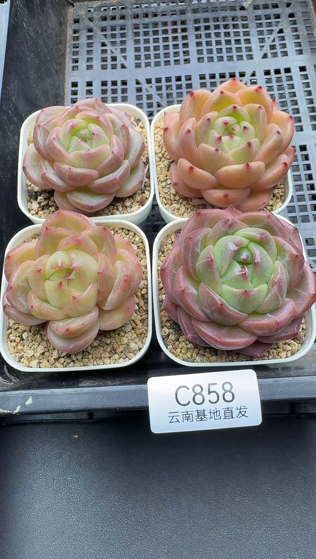 珍妮杂交多肉C858