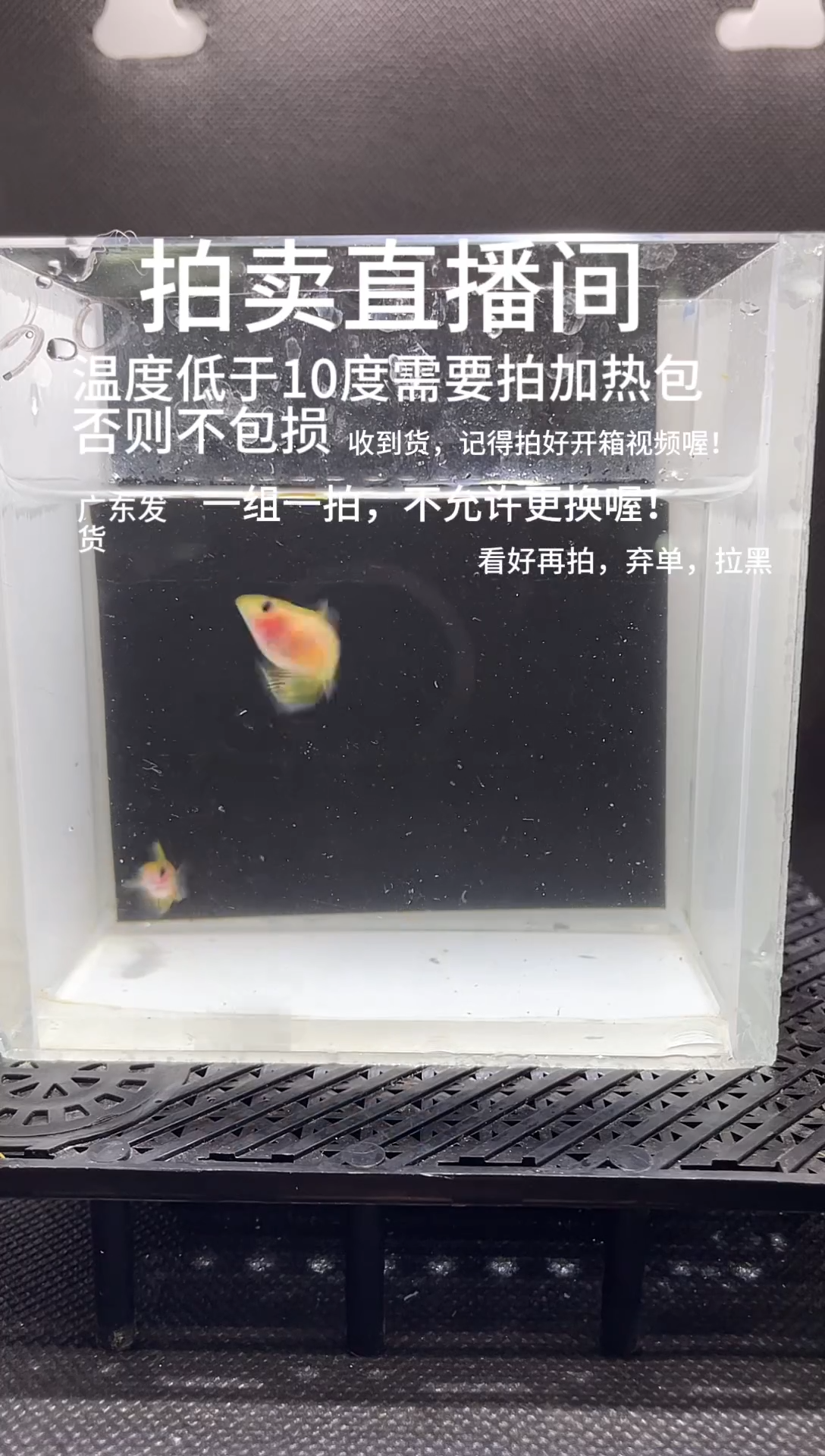 孔雀鱼粉猫  两条 带胎  编号  30