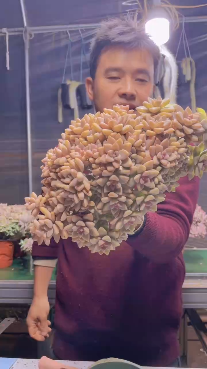 122淡雪缀化一物一拍