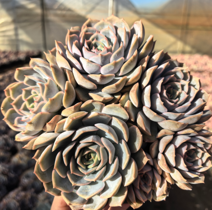 5头起菲欧娜 多肉