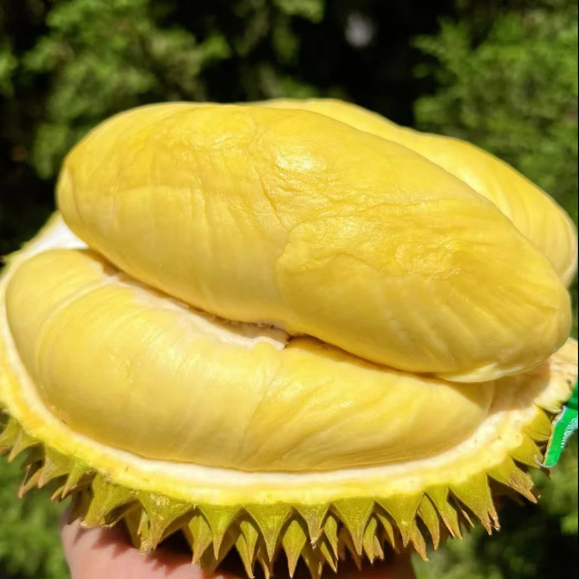 【一物一拍L】泰国进口鲜果榴莲金枕榴莲2-8斤鲜果整颗榴莲顺丰中通