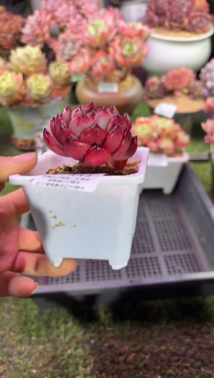 【闪购商品】07443