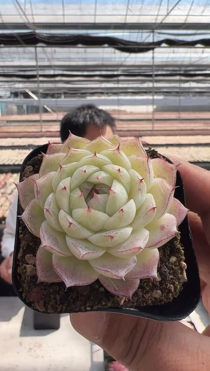 【闪购商品】新款多肉-134