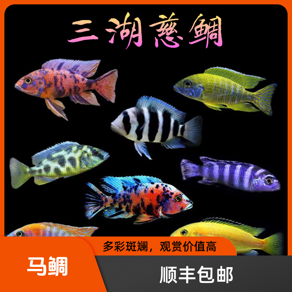  ◆热带鱼◆三湖慈鲷马鲷观赏鱼中型低氧耐活热带多色观赏鱼