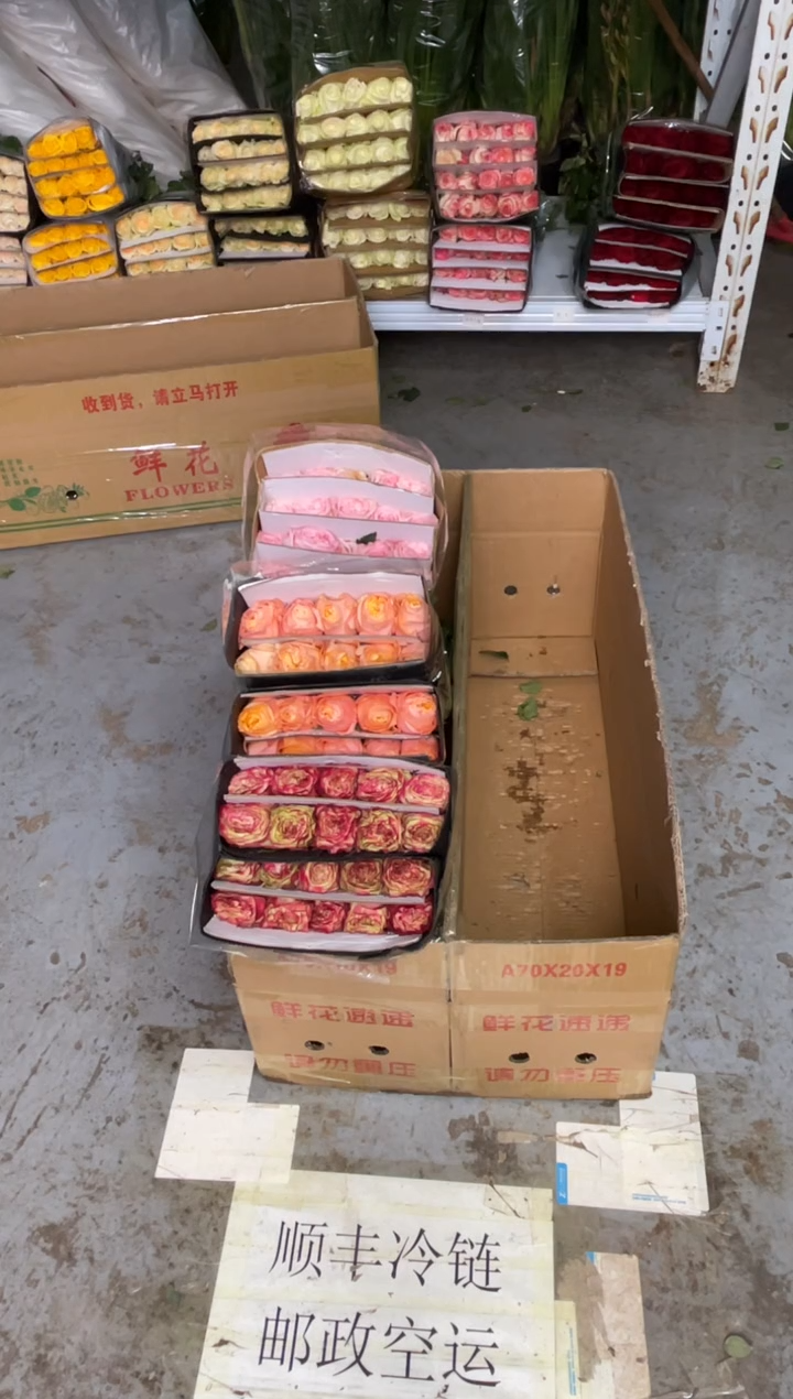 苹果杰克20枝+入梦20枝+粉荔枝20枝