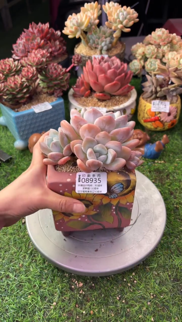 昆明印象多肉08935