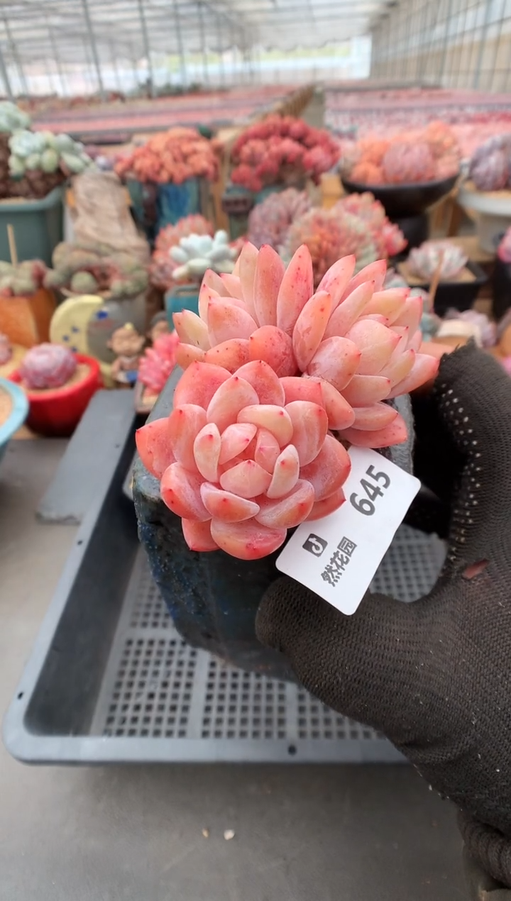 645雪天使一物一拍