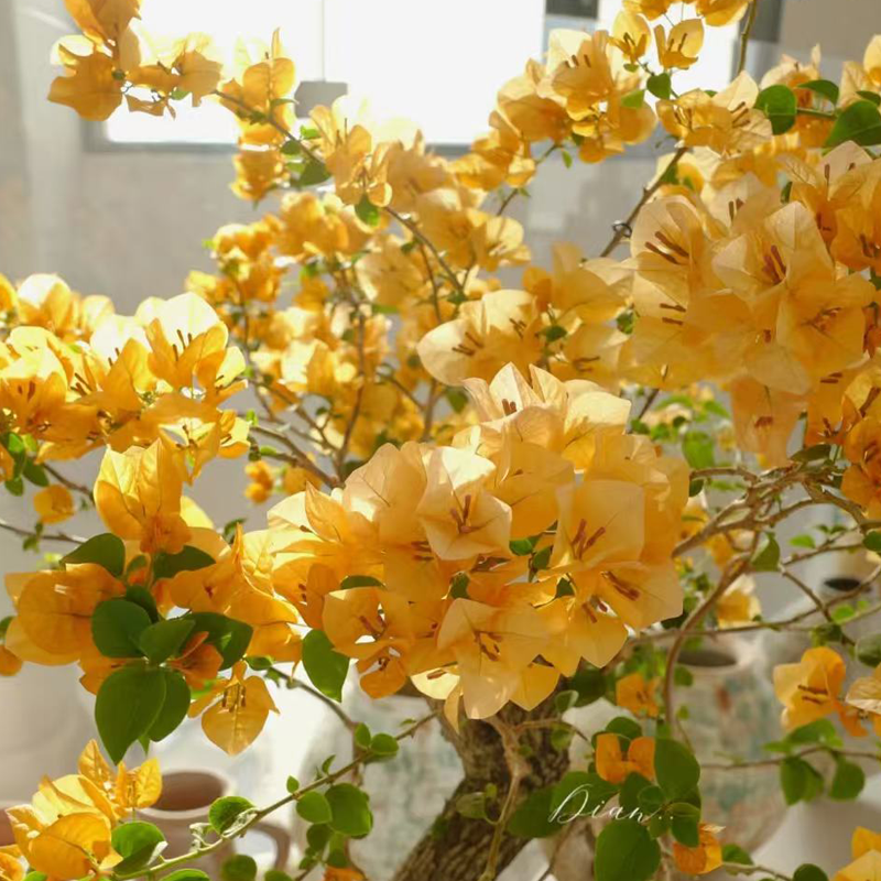 【金色光辉】带陶瓷盆种好一物一拍三角梅花卉绿植金黄色