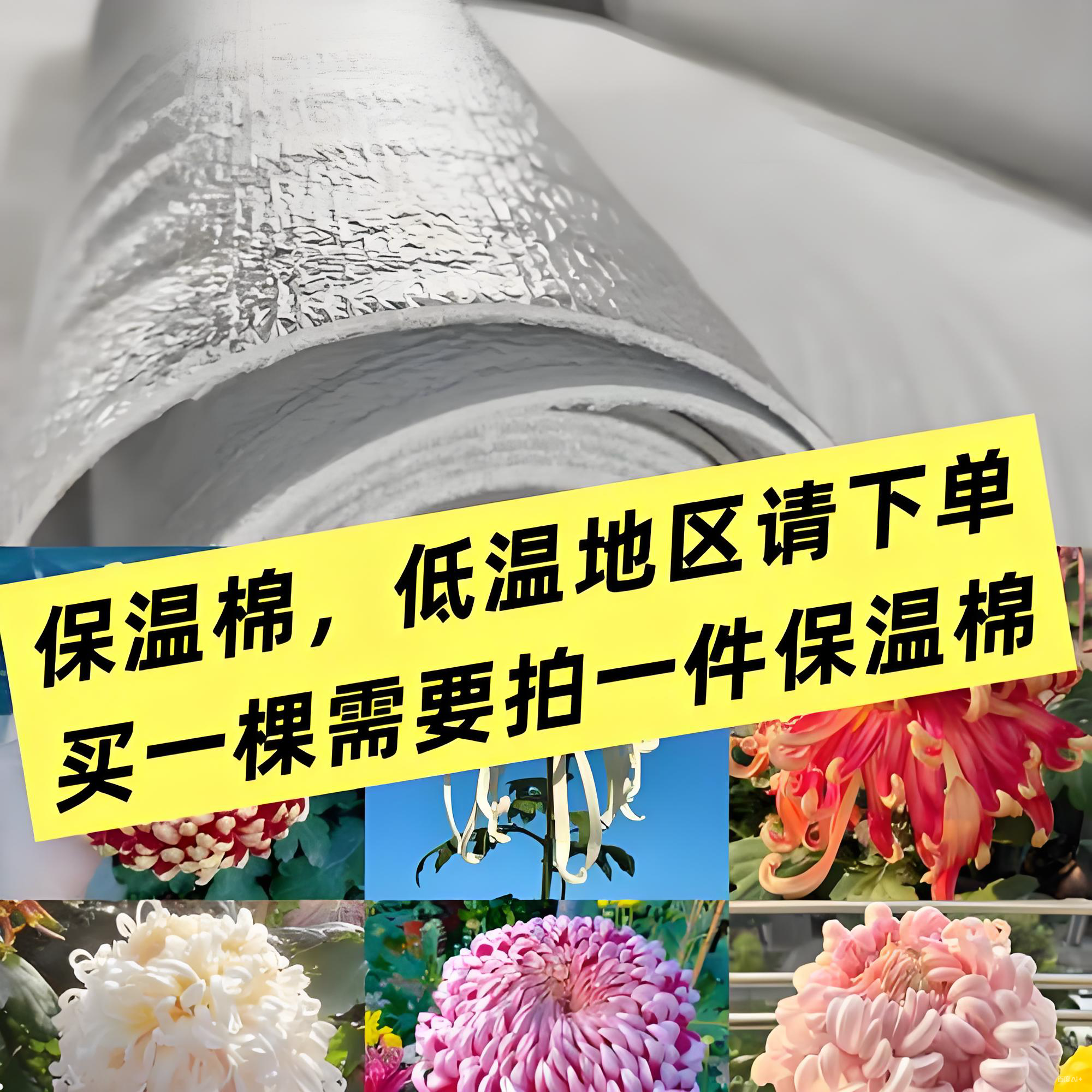 菊花保温【低温地区随单拍】九月大菊花耐寒耐旱好养活盆栽地栽