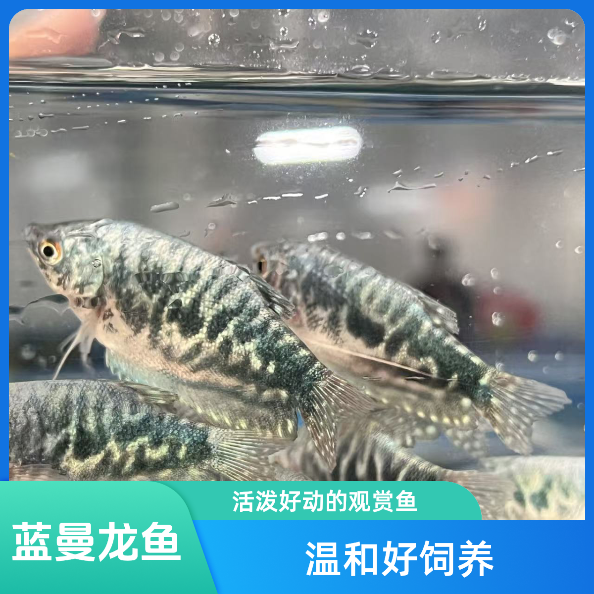 蓝曼龙鱼活体冷水淡水小型原生观赏鱼苗好养耐活