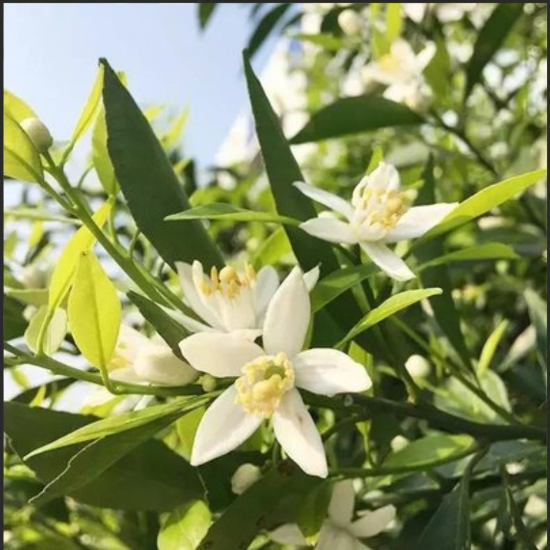 新会梅江柑花50克