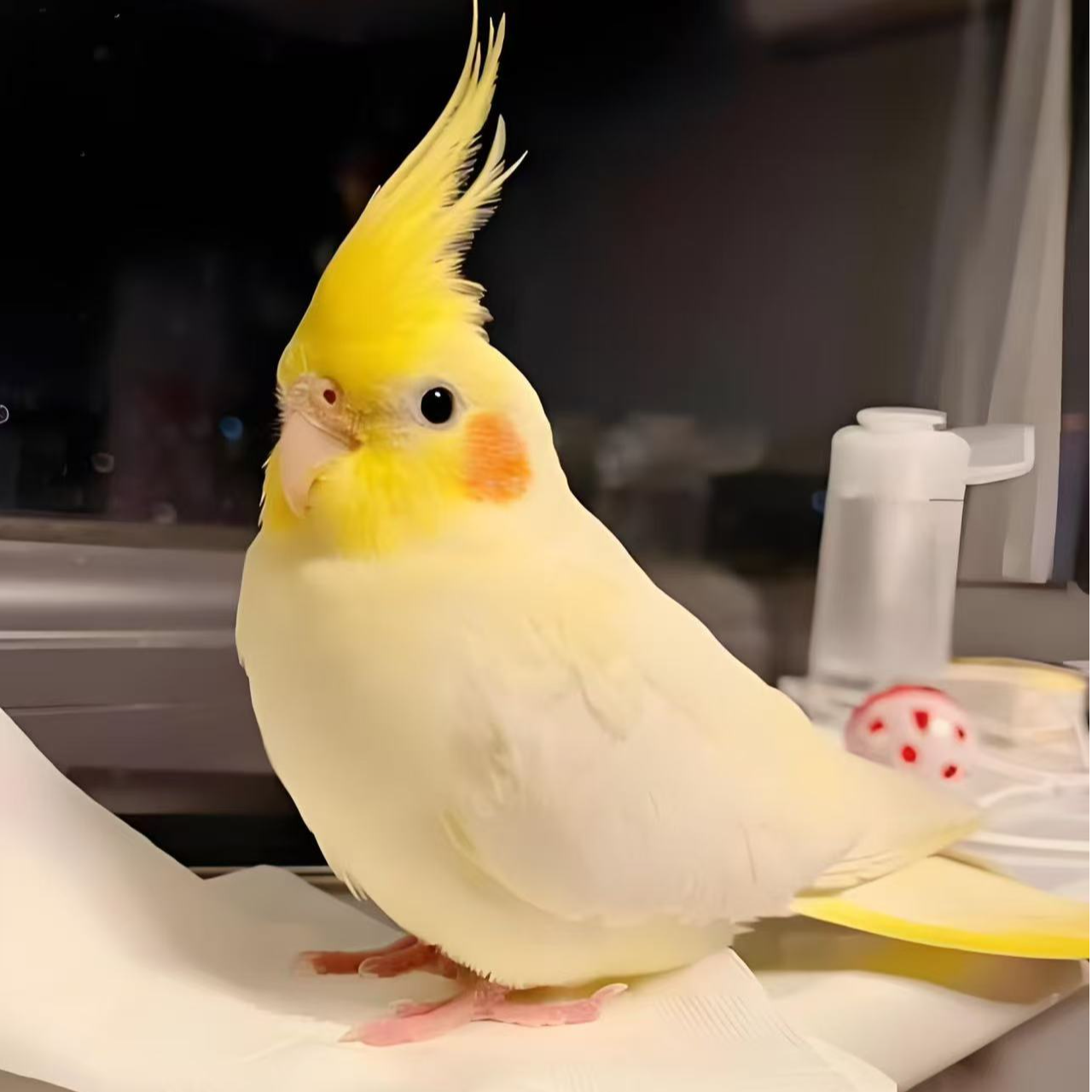 【一物一拍】手养玄凤鹦鹉会手养宠物黄化玄凤可繁殖鸟宠物鹦鹉