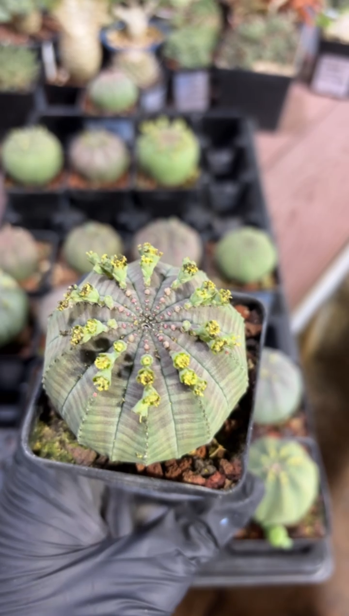 布纹球大戟FD-1383