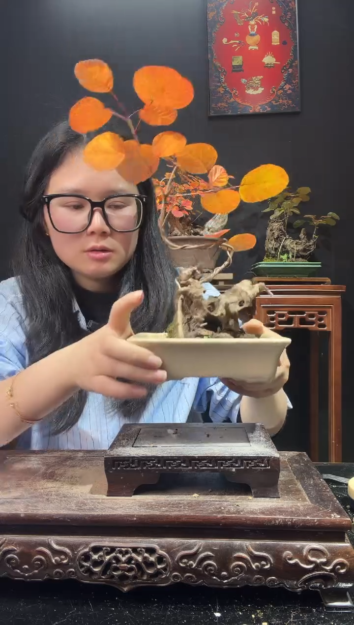 完全开放黄栌0000