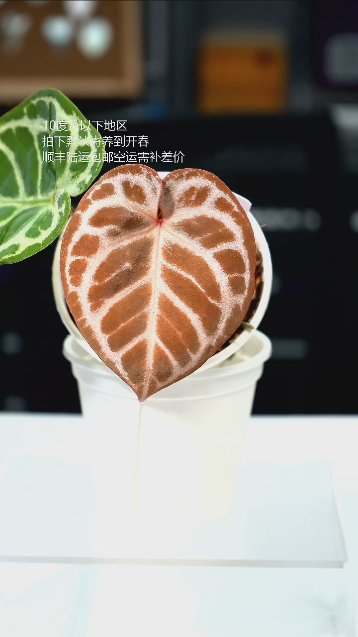 完全开放015-有氧k红