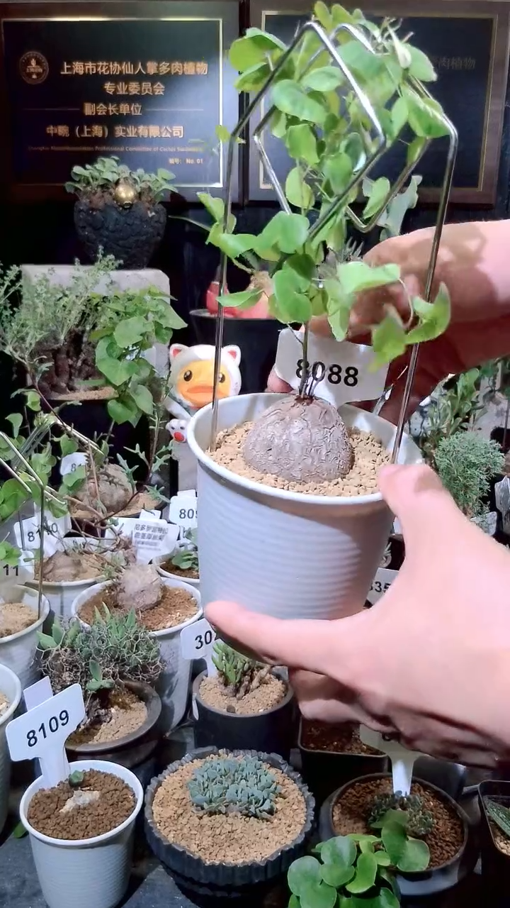 8088号1223甄选单颗南非龟甲龙