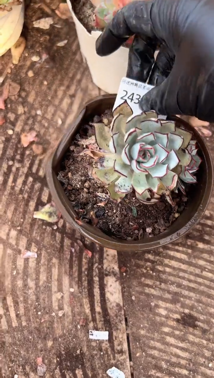 多*多肉植物一物一拍24334