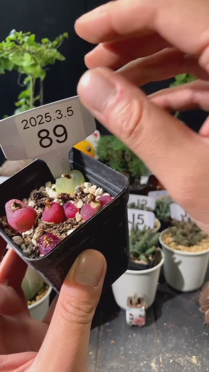 【闪购商品】肉锥福利3.5.89