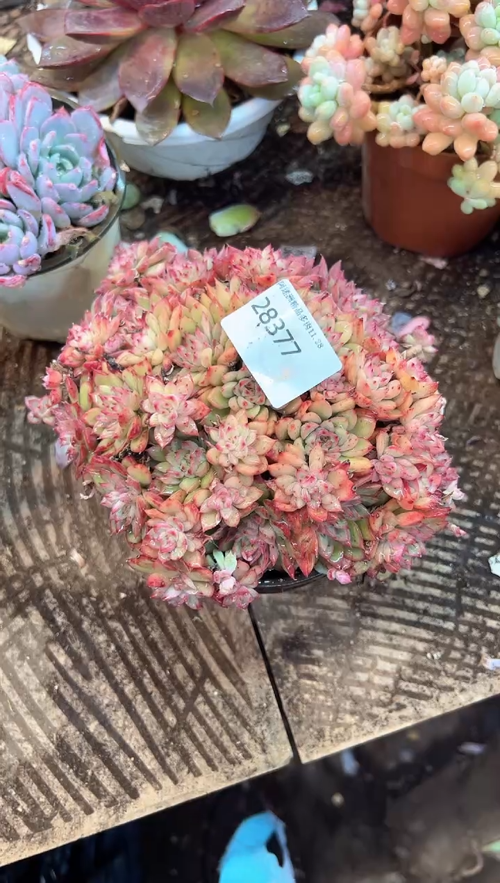 谢*菊阿迷洲多肉花卉28377