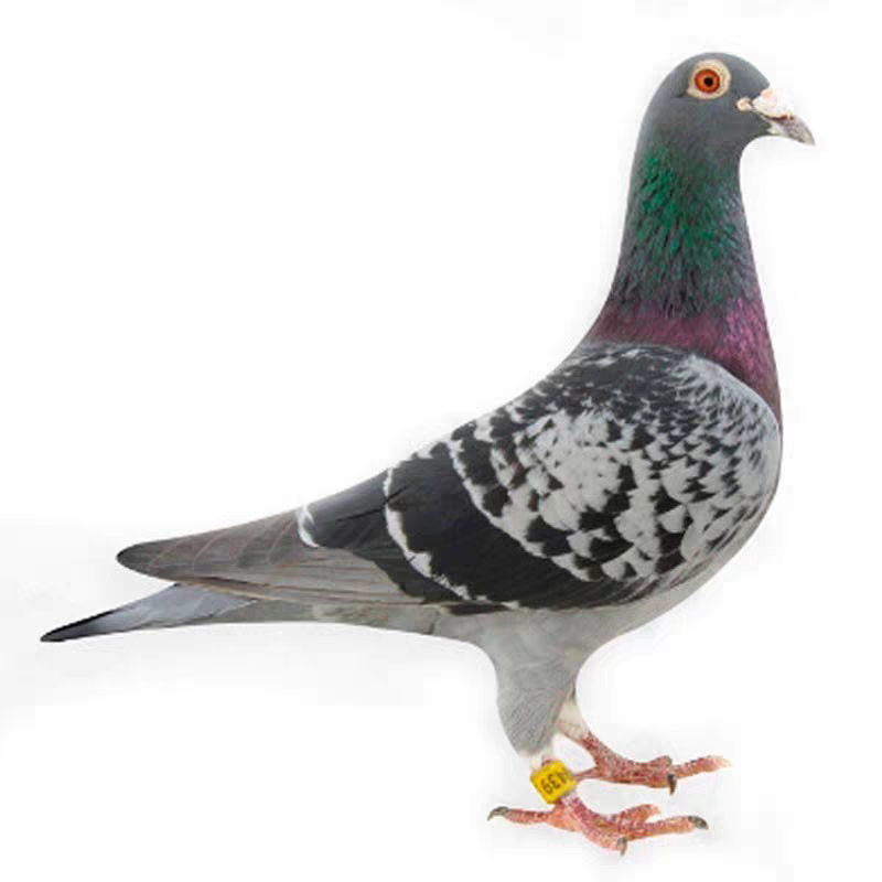 生鲜鸽子，种鸽成绩鸽，幼鸽。