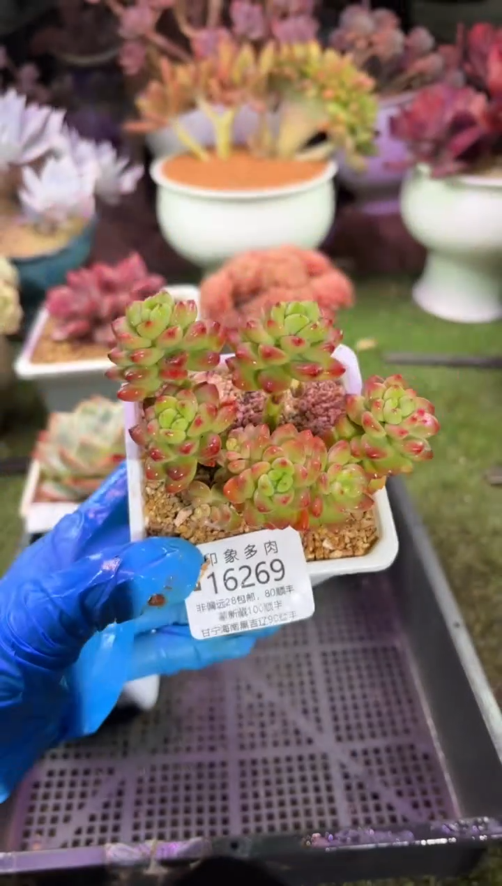 【闪购商品】16269