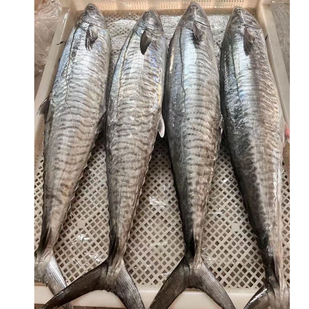 【海隆旺】12斤整条正宗马鲛鱼海鲜整条海钓马鲛鱼现切顺丰包邮