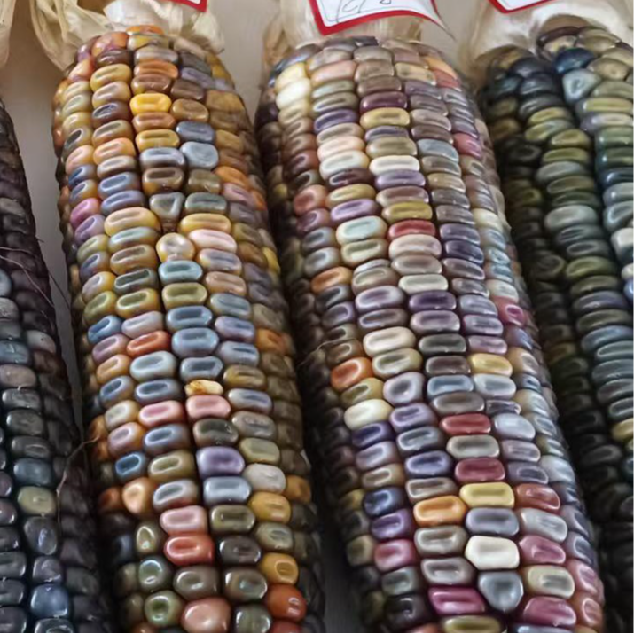 文玩玉米直播间专属链接（图片不代表商品 ）一物一拍，私拍不发