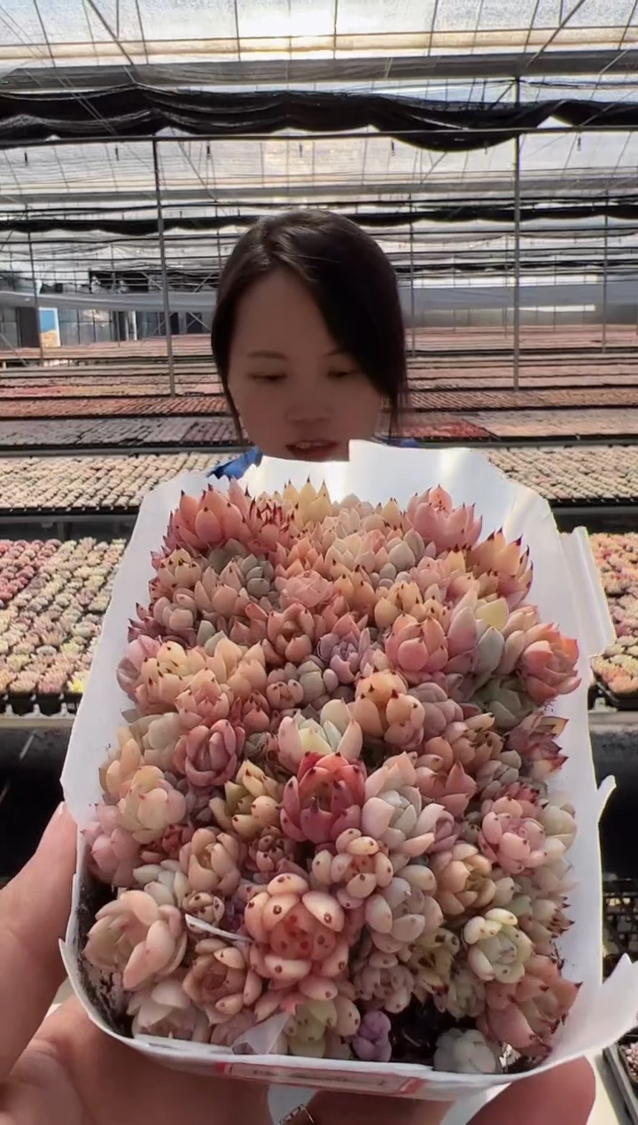 【闪购商品】饭盒苗-1