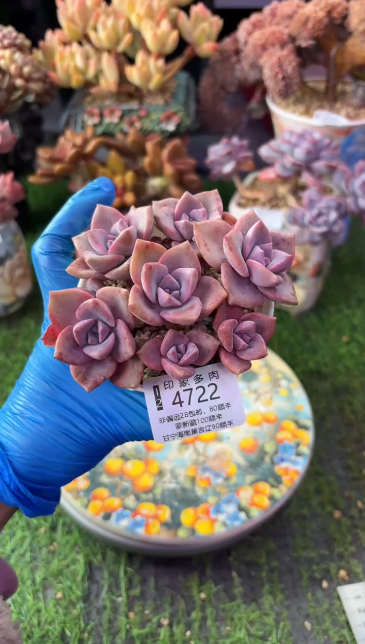 昆明印象多肉4722