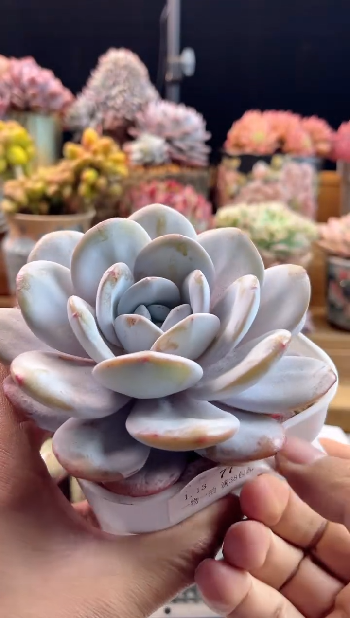 【闪购商品】1.15-57雪莲