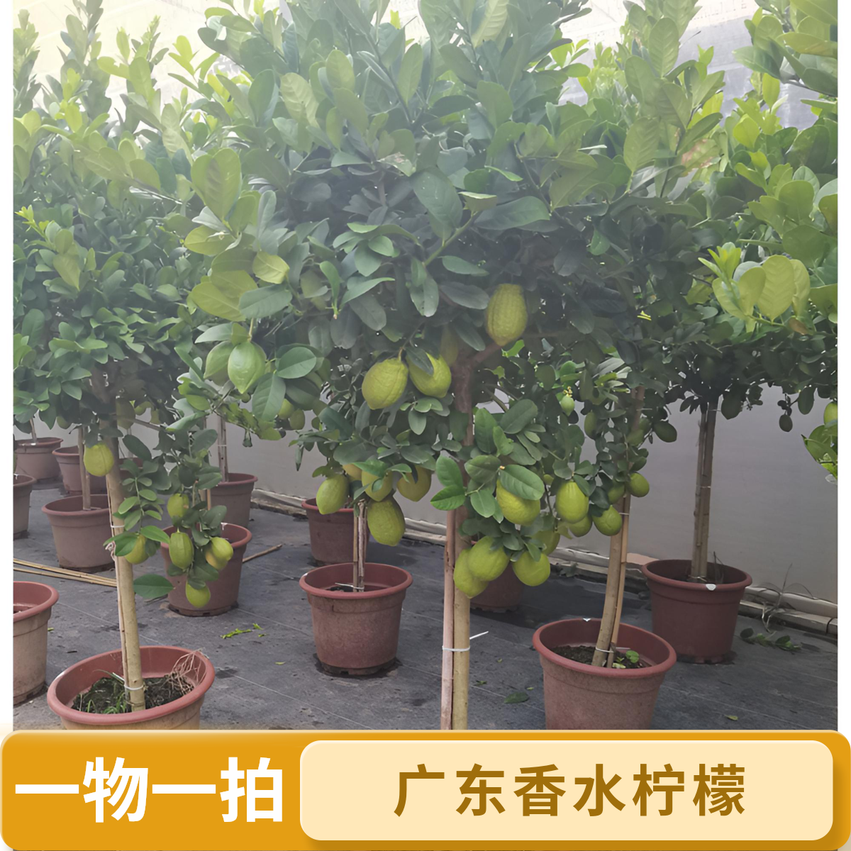 广东香水柠檬树果树盆栽果苗一物一拍客厅阳台庭院带果四季种植