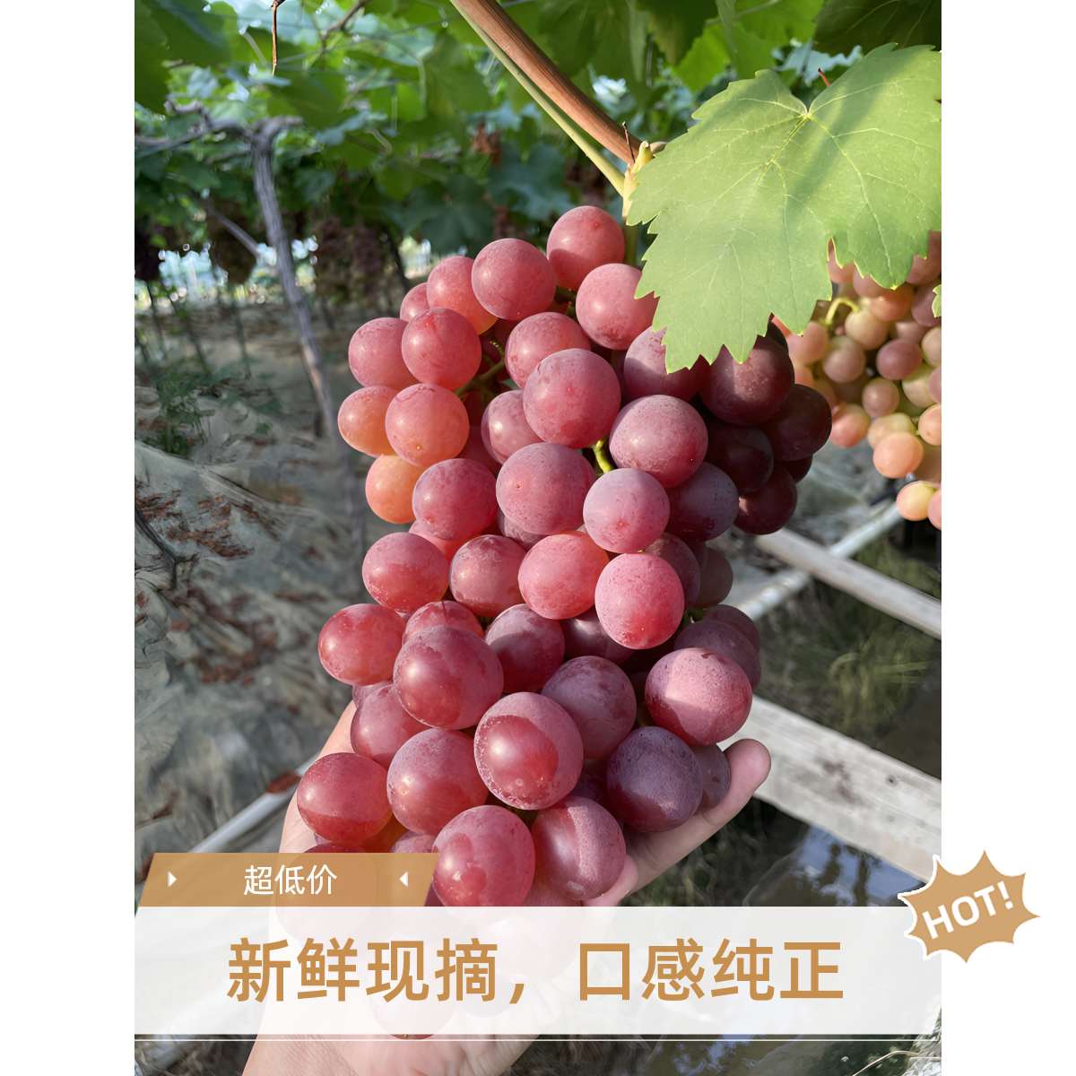产地直发源头新鲜当季红提子现摘现发顺丰冷链包邮到家
