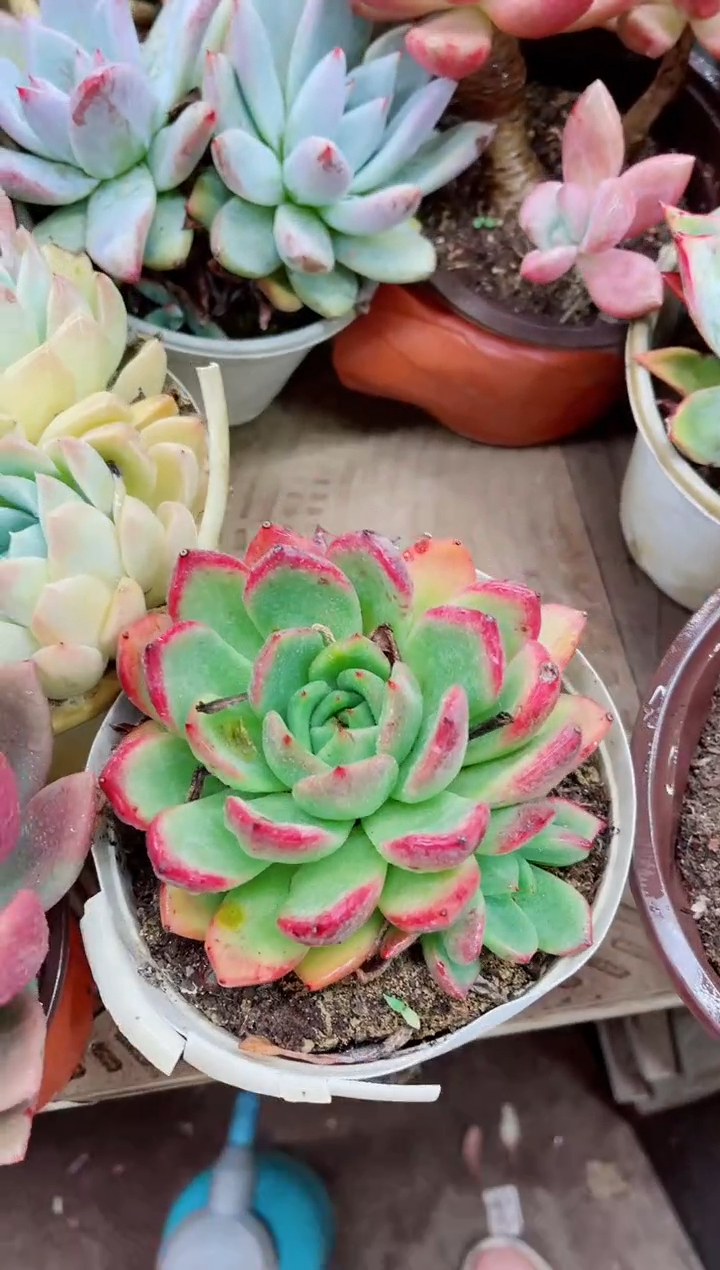 %***%12002多肉植物一物一拍吧