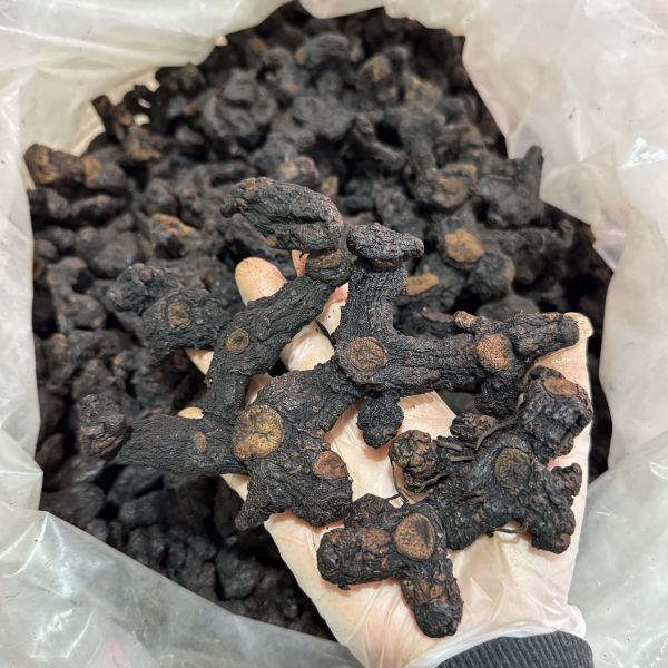 客家【原汁原味】广东河源下山货8-10年多花品种整条发货包邮
