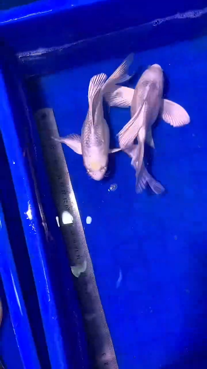 蝴蝶鲤鱼蝴蝶鲤直播选鱼专用链接 凭开箱视频售后