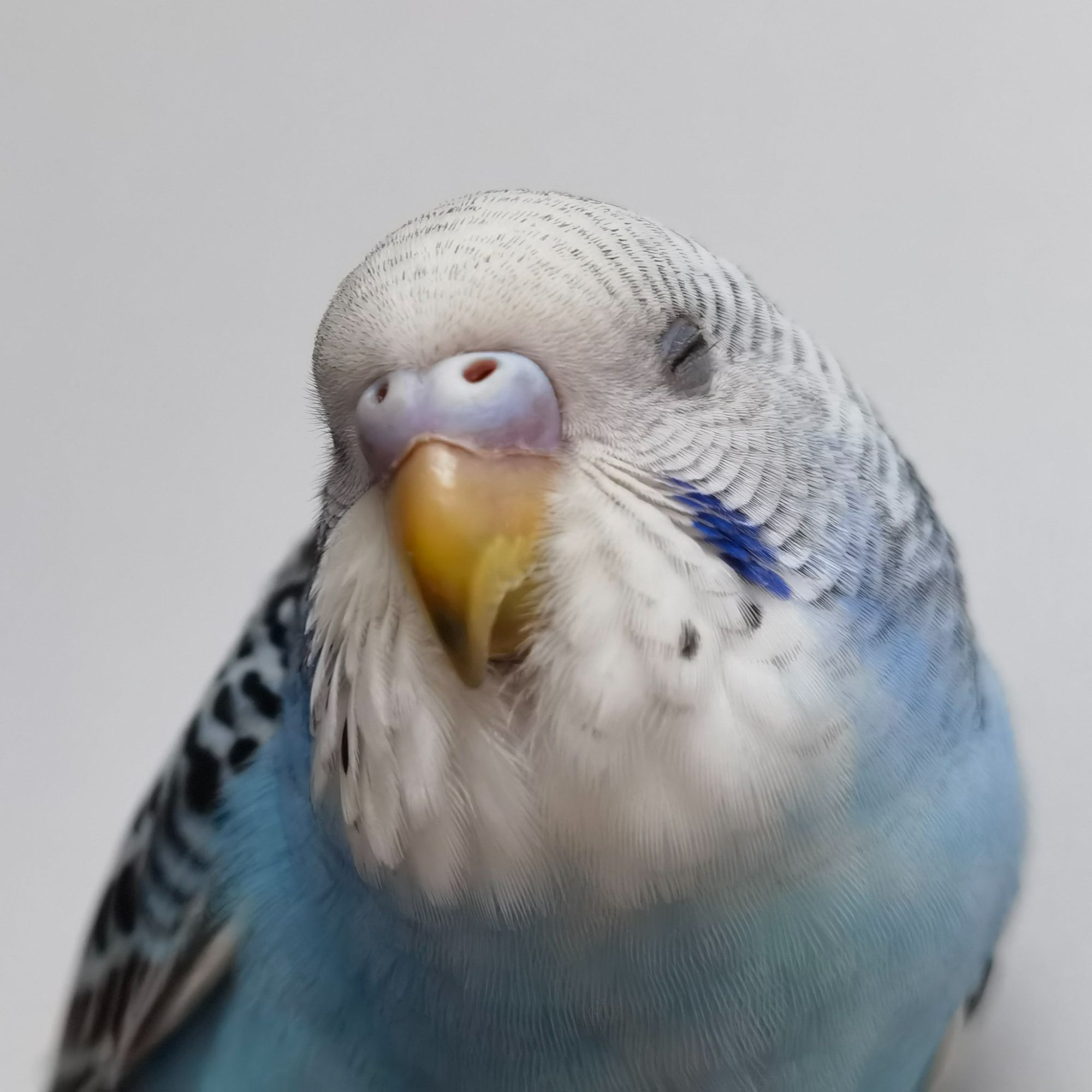 国血手养虎皮鹦鹉活鸟可上手亲人能繁殖适合家养的宠物鸟