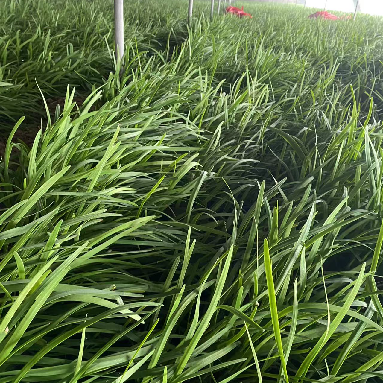 自家种植新鲜现采现割老味道韭菜