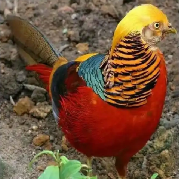 出壳一周宠物鸡 观赏鸡长尾鸡也叫七彩黄金鸡顺丰包邮