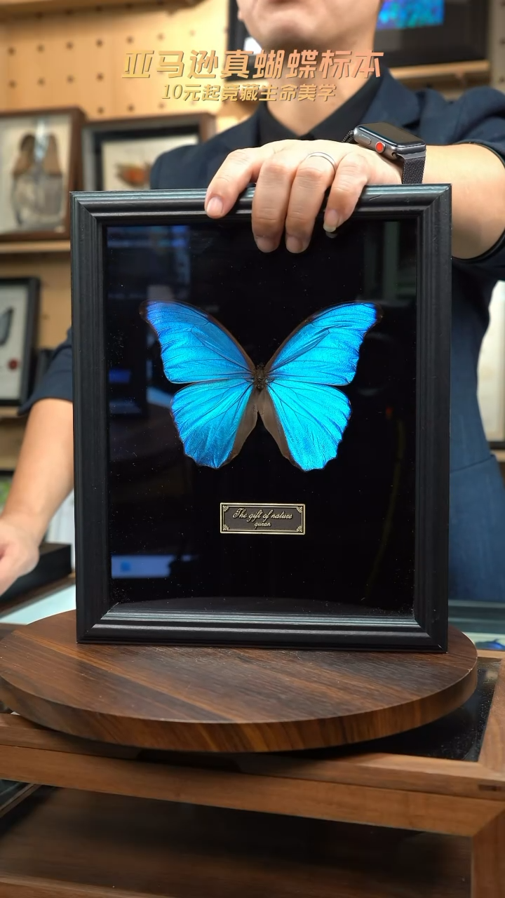 大蓝闪蝶黑绒底版10寸欧式框（带证书）