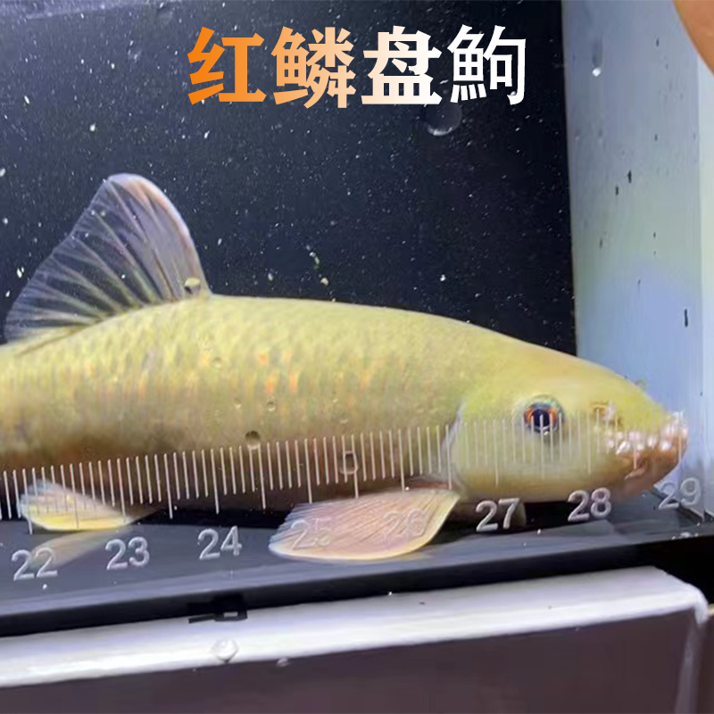 盘鮈原生鱼底栖除藻清洁工具鱼小型温顺观赏鱼溪流缸好养耐活