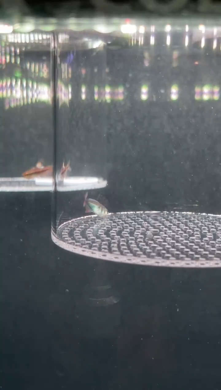 灯科鱼捷【139】钴蓝梦幻旗