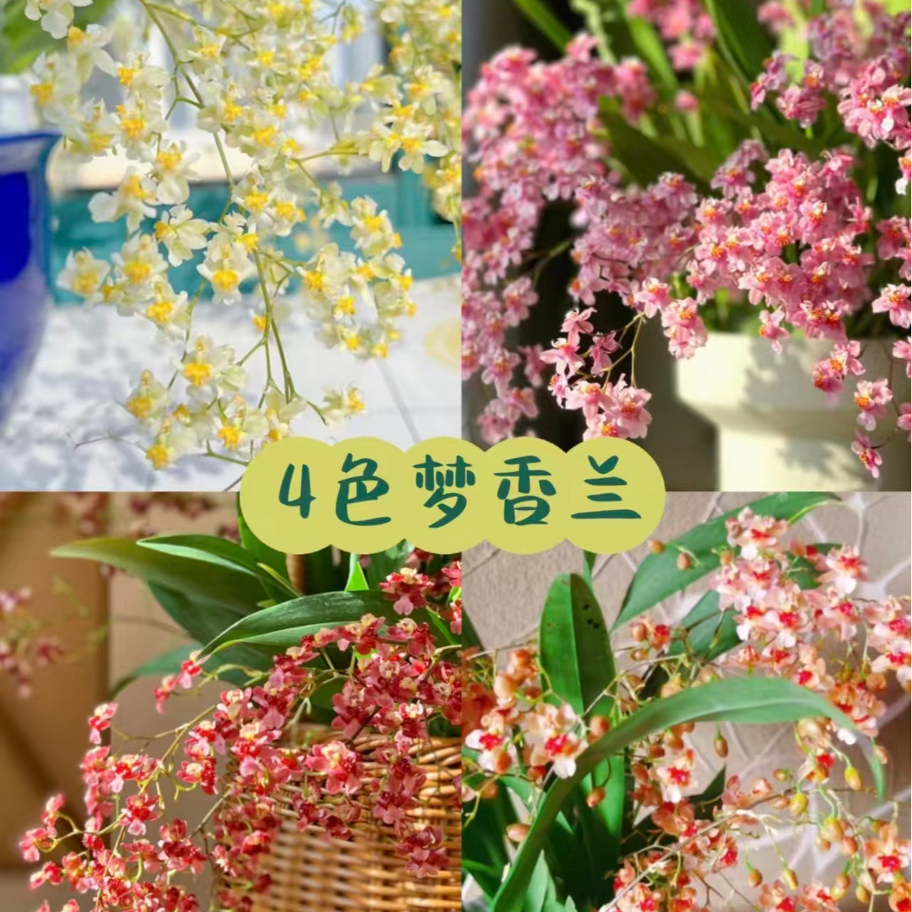 【随机颜色不固定 】自己备注颜色梦香兰 浓香 好种好养 