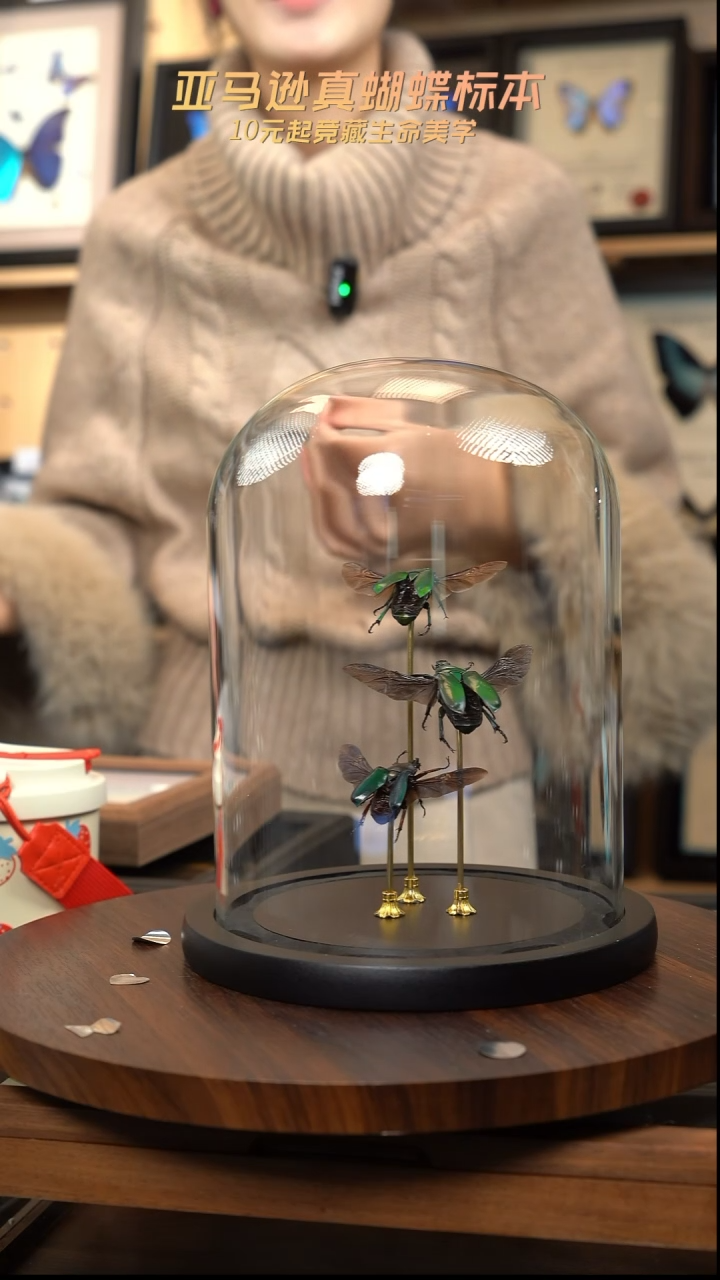 三金龟玻璃罩款 