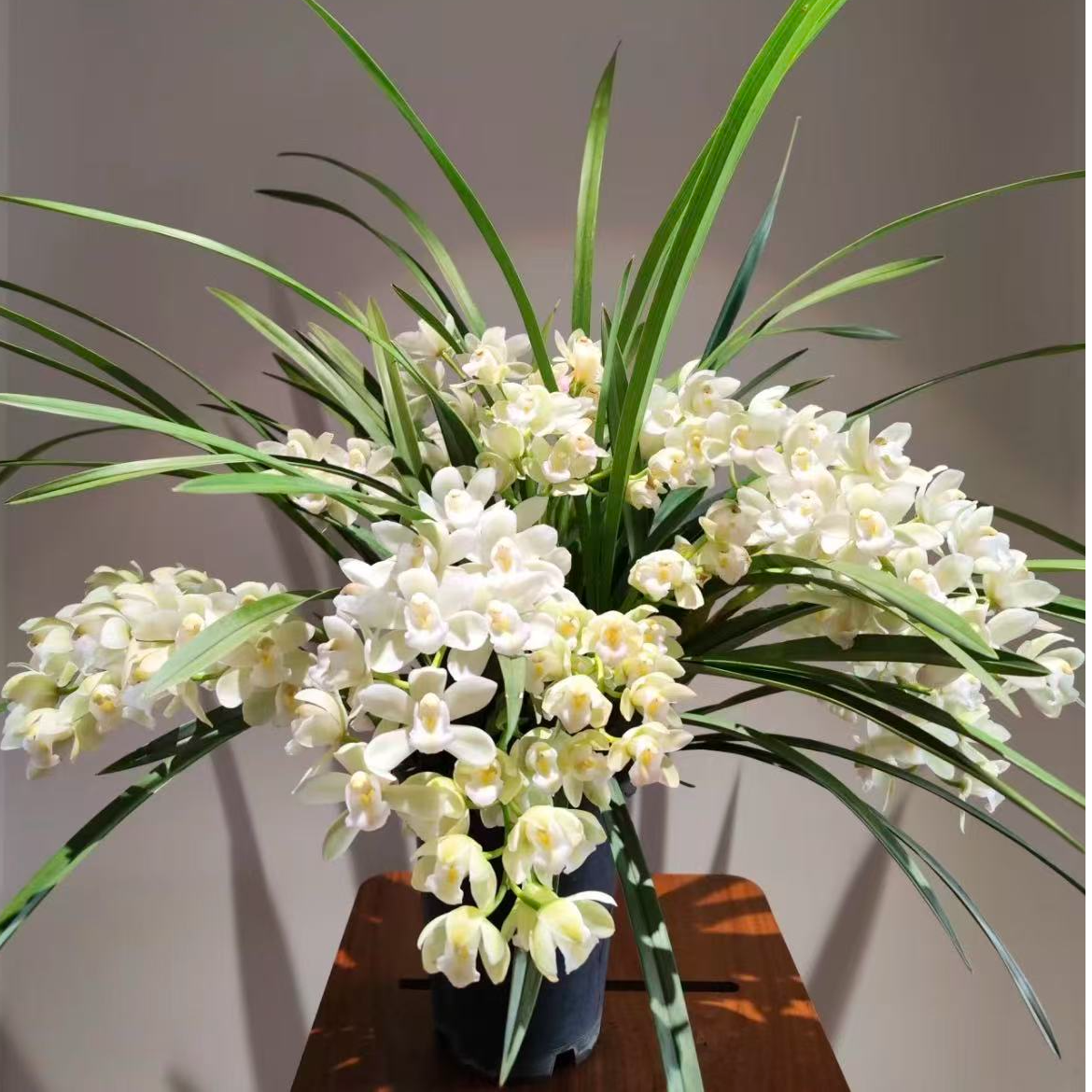 白玉香兰【一物一拍】高端年宵花，基地直发（裂盆不售后)