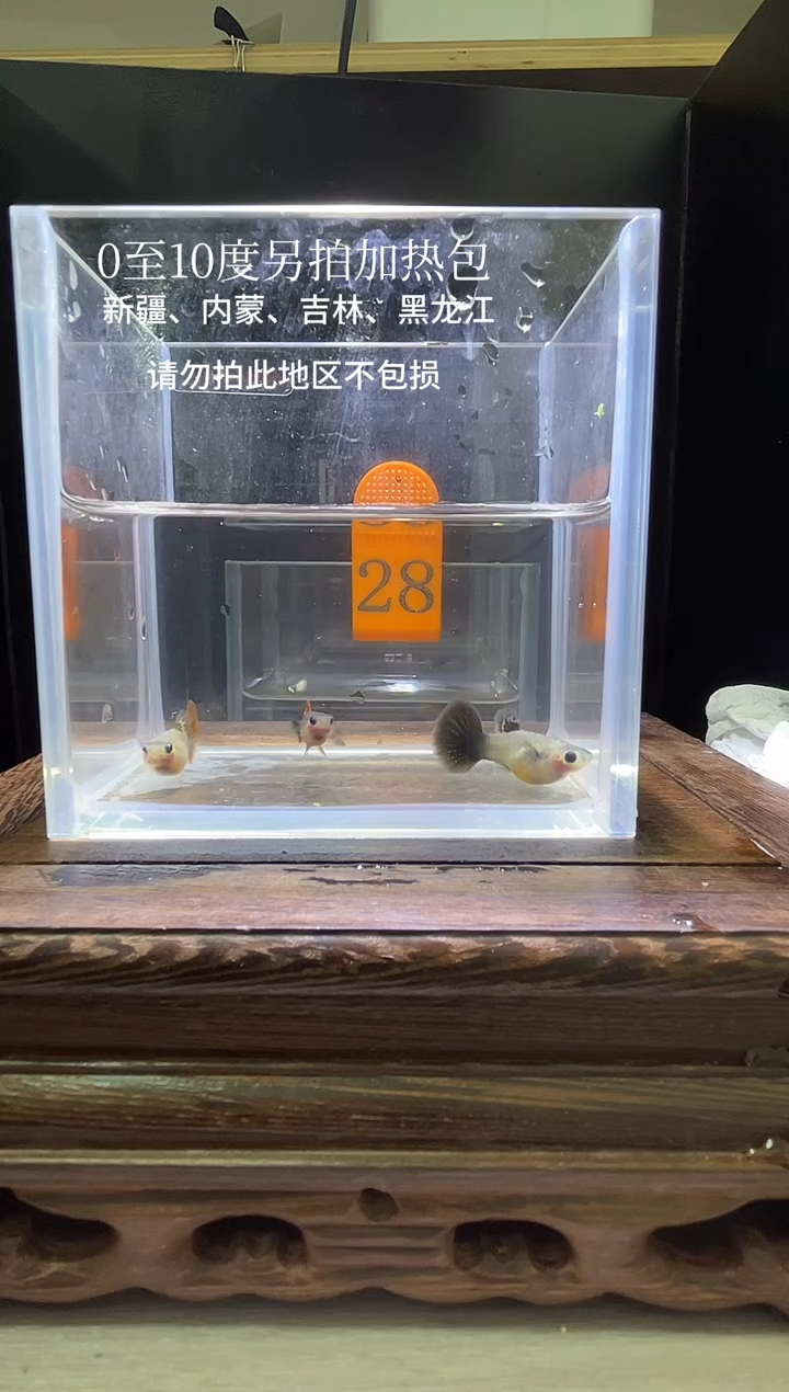 孔雀鱼红头玻璃猫普通体编号28