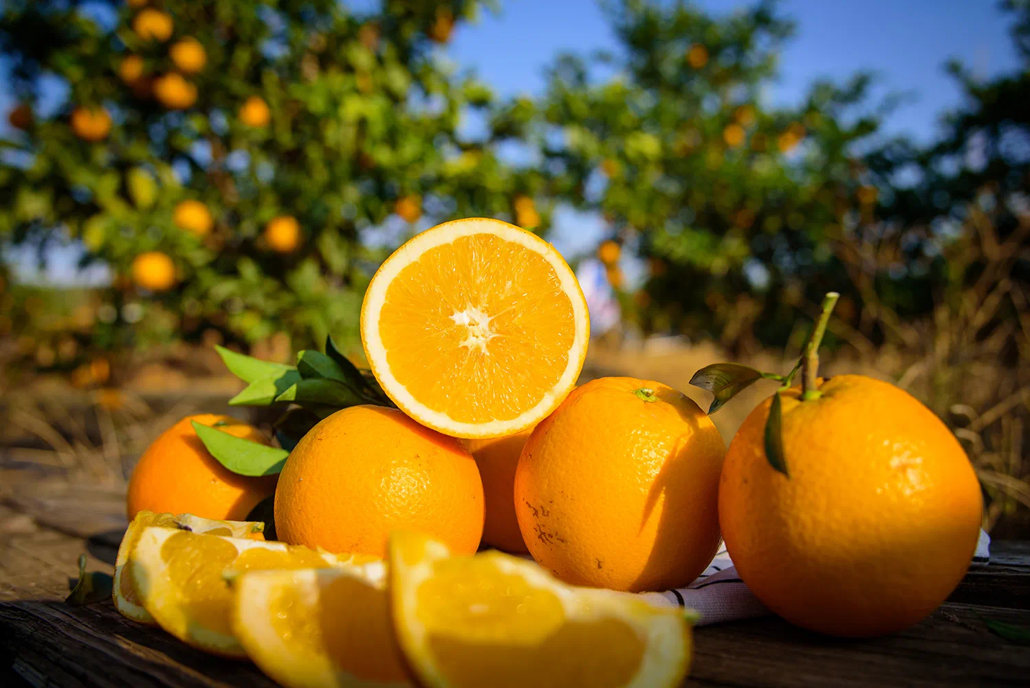 正宗赣南脐橙现摘现发皮薄肉厚多汁新鲜水果