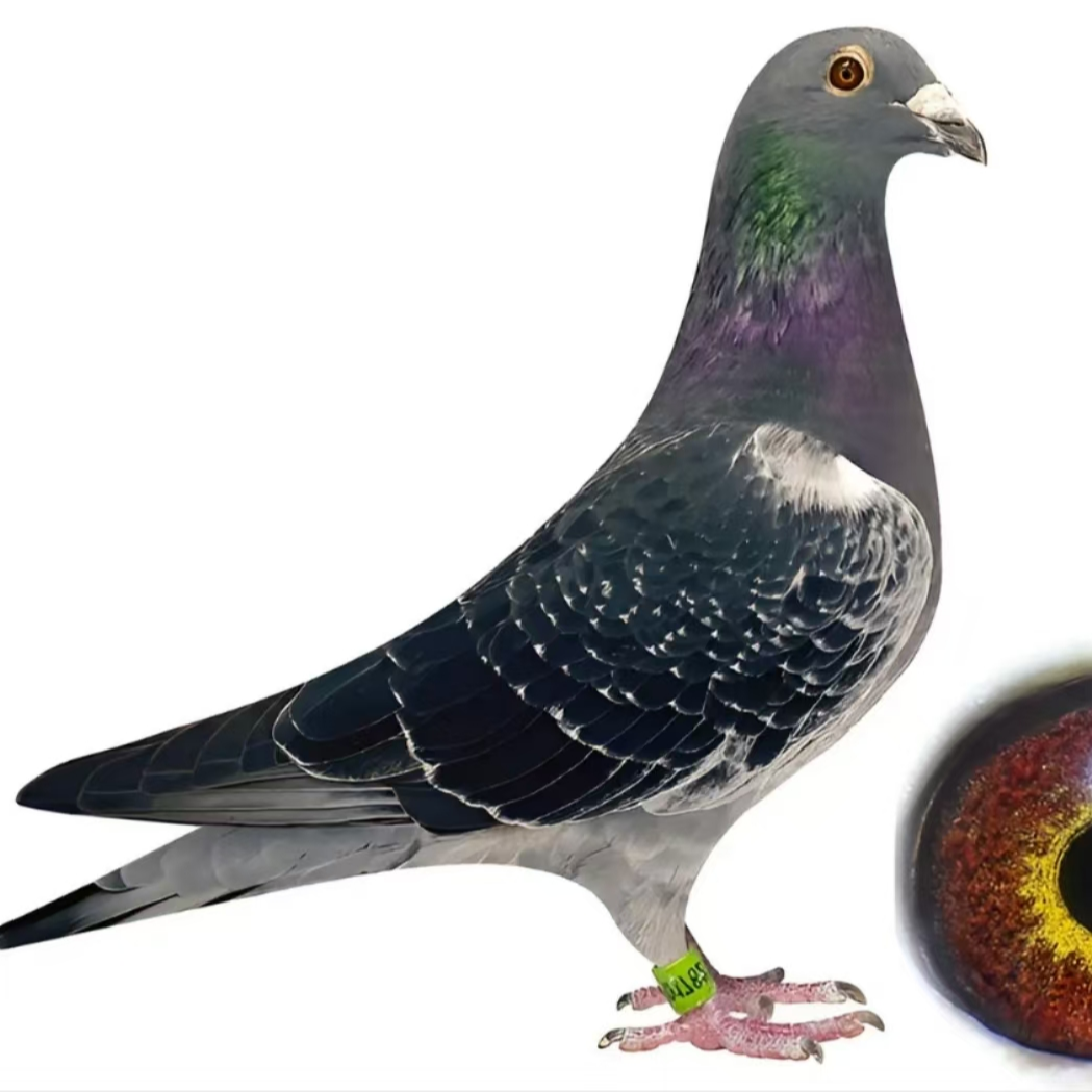 世家精品赛鸽 以直播间介绍为准