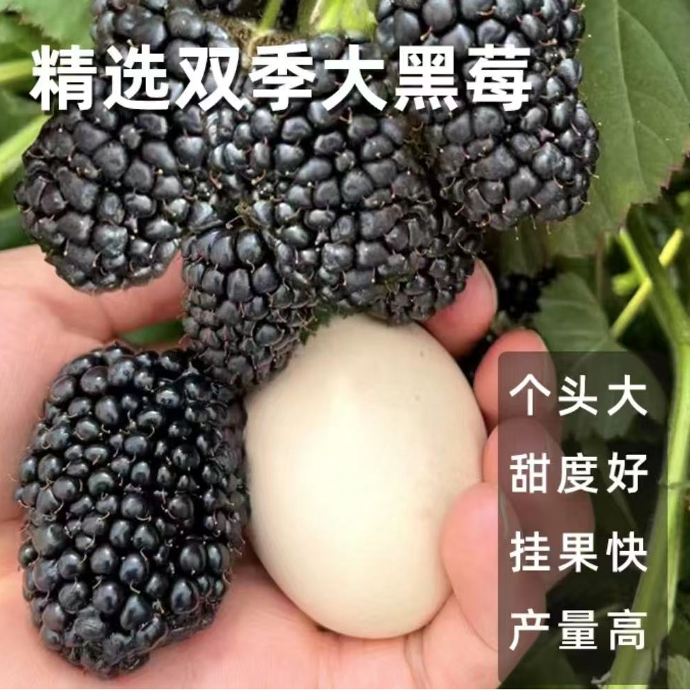 黑金刚树莓树苗【带果发货】南北方种植盆栽地栽当年结果